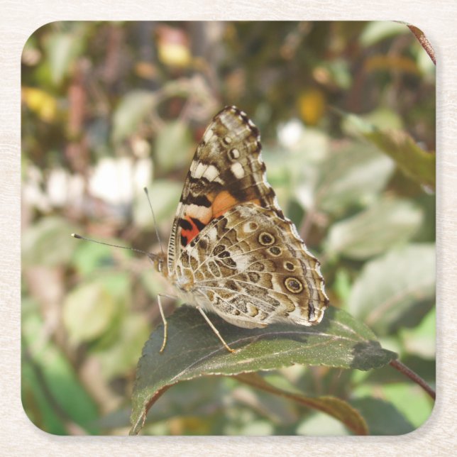 Beautiful Butterfly Coaster Set (Front)