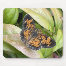 Beautiful Butterfly in Nature Mousepad