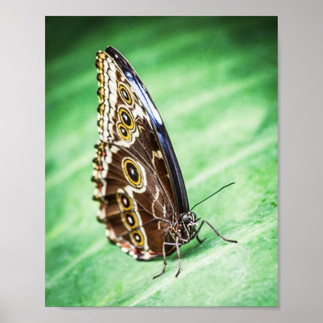 Beautiful Butterfly Insects Archival Fine Art Poster (Front)
