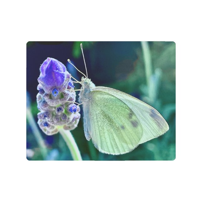 Beautiful Butterfly On A Flower Bud Metal Wall Art (Front)