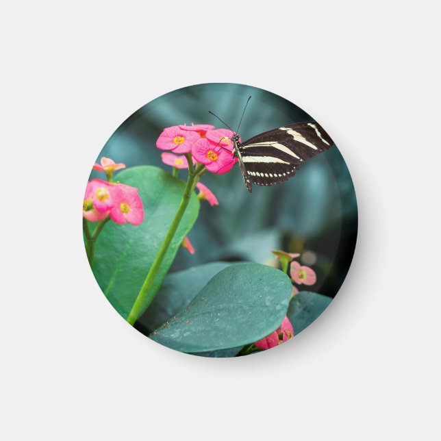 Beautiful butterfly on a pink flower magnet (Front)
