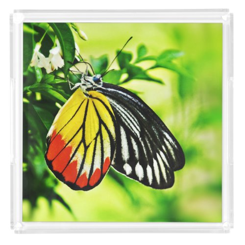 Beautiful Butterfly on Flowers Acrylic Tray