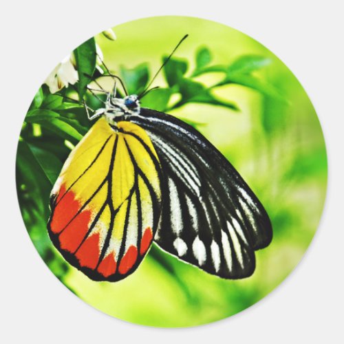 Beautiful Butterfly on Flowers Classic Round Sticker