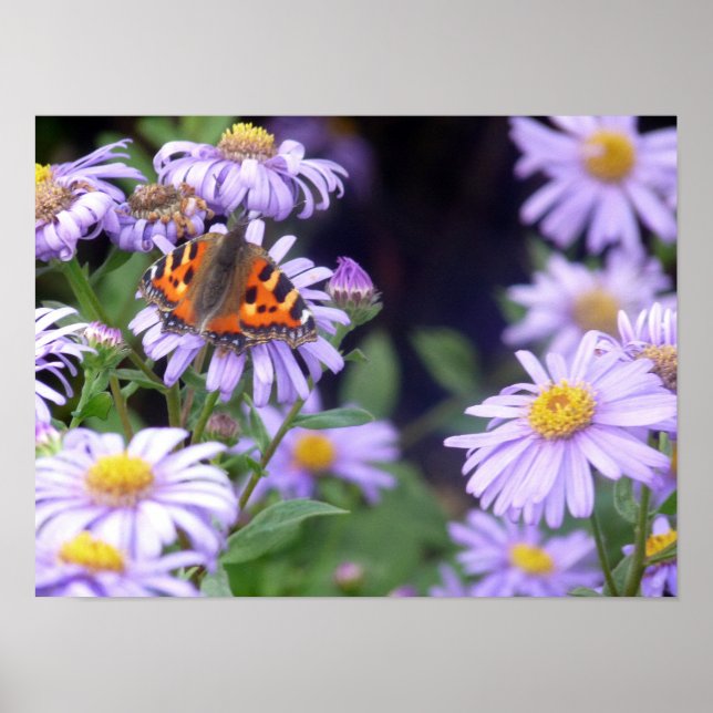 Beautiful Butterfly On Flowers Poster (Front)