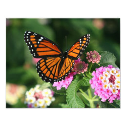 Beautiful Butterfly on Lantana Flower Photo Print