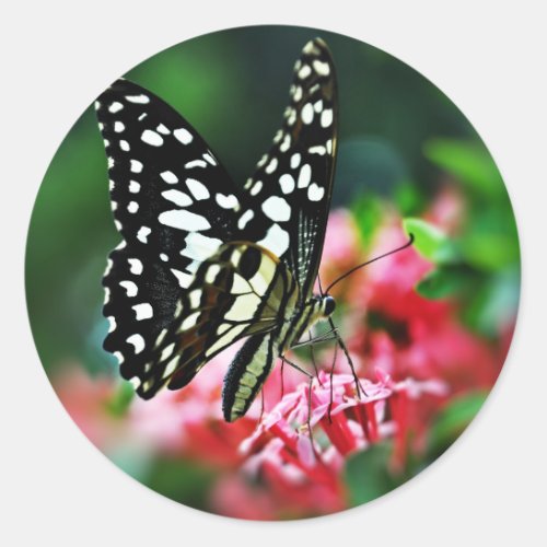 Beautiful Butterfly on Red Flower Classic Round Sticker
