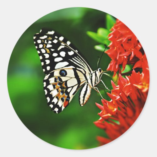 Beautiful Butterfly on Red Flowers Classic Round Sticker