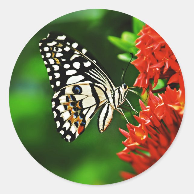 Beautiful Butterfly on Red Flowers Classic Round Sticker (Front)