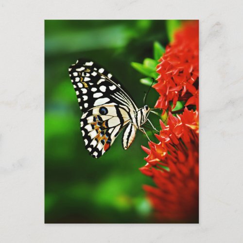 Beautiful Butterfly on Red Flowers Postcard