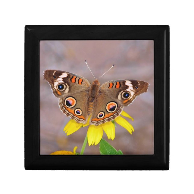 Beautiful Butterfly on Yellow Flower  Gift Box (Front)