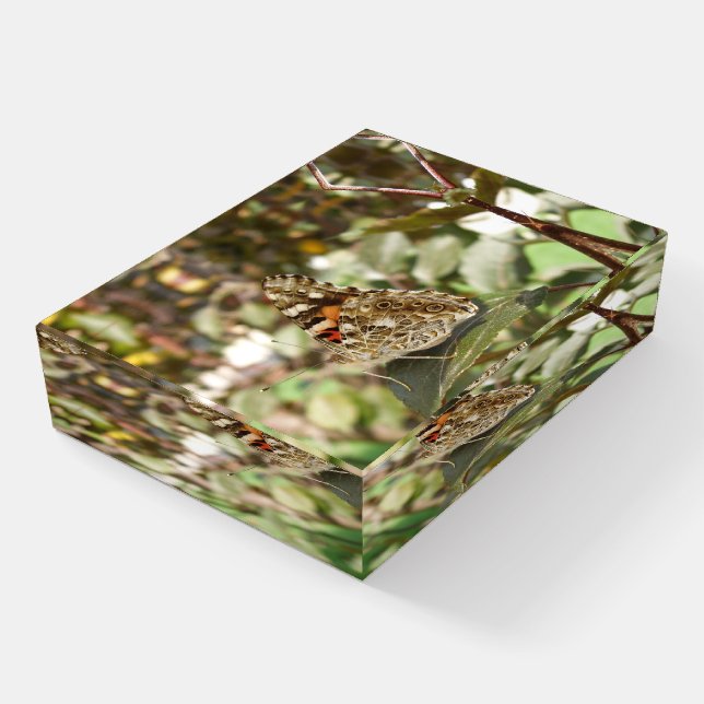 Beautiful Butterfly Paperweight (Angled)
