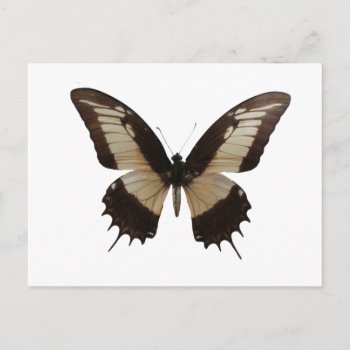 Beautiful Butterfly Postcard by fotoplus at Zazzle