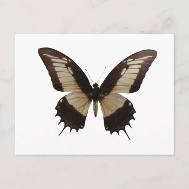 Beautiful Butterfly Postcard (Front)