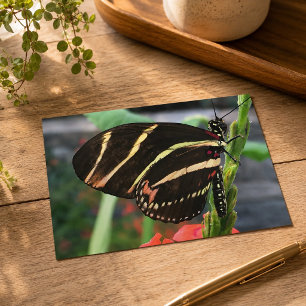 Beautiful Butterfly Postcard