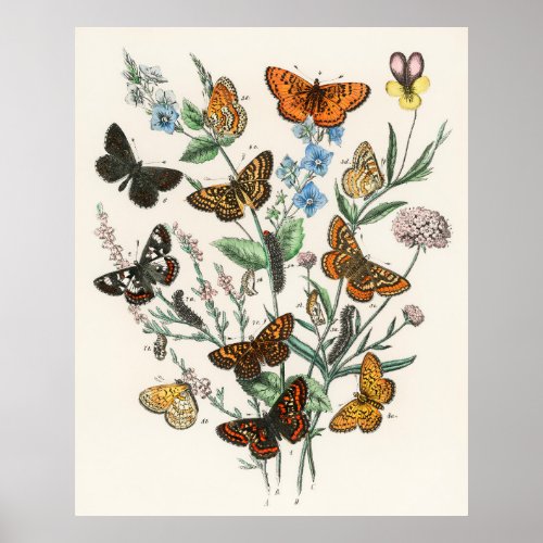 Beautiful butterfly poster _ Vintage art