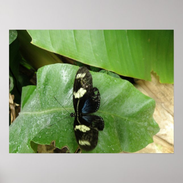 Beautiful Butterfly Print (Front)