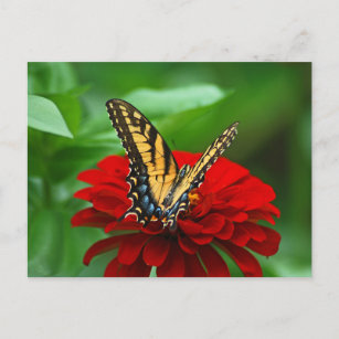 Beautiful butterfly red flower postcard