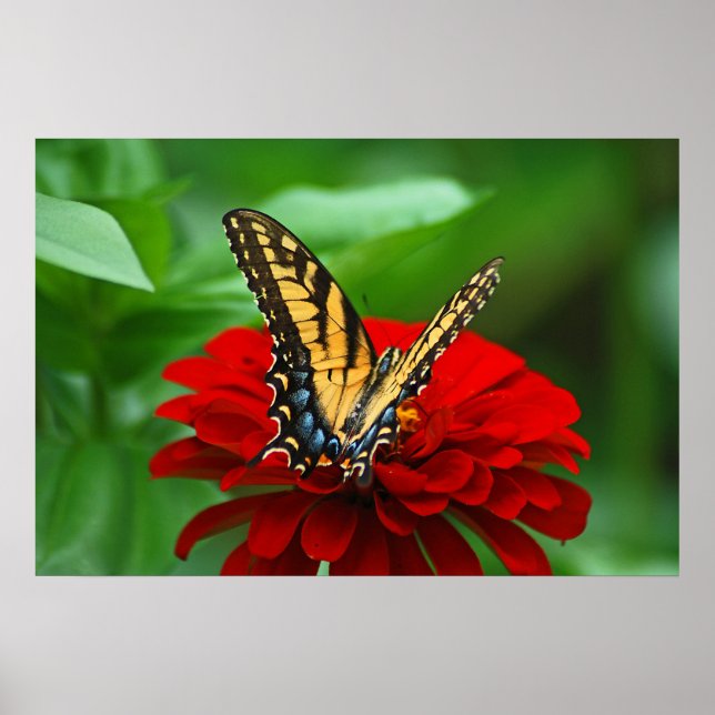 Beautiful butterfly red flower poster (Front)