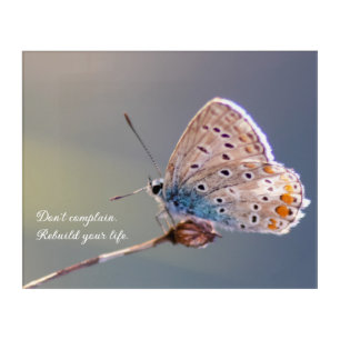 Beautiful butterfly with motivational quote acrylic print