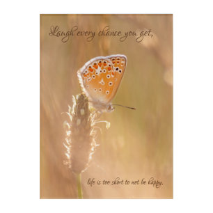 Beautiful butterfly with motivational quote acrylic print