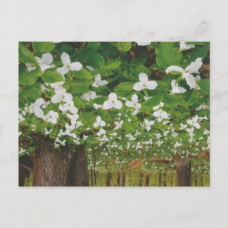 Beautiful Canada Landscape Niagara: LOWPRICE Gift Postcard