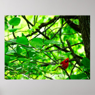 Beautiful Cardinal bird spring forest woods poster