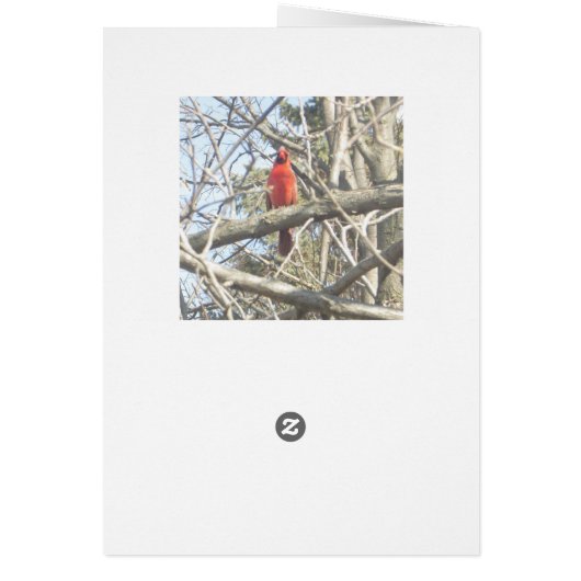 Beautiful Cardinal sitting on a Branch Blank Card (Back)