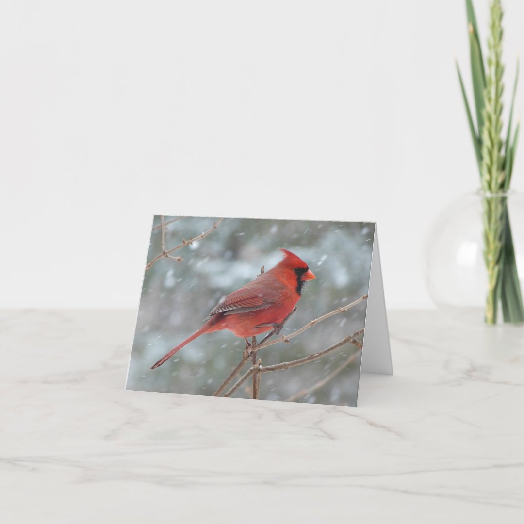 Beautiful Cardinal Thank You Card Zazzle
