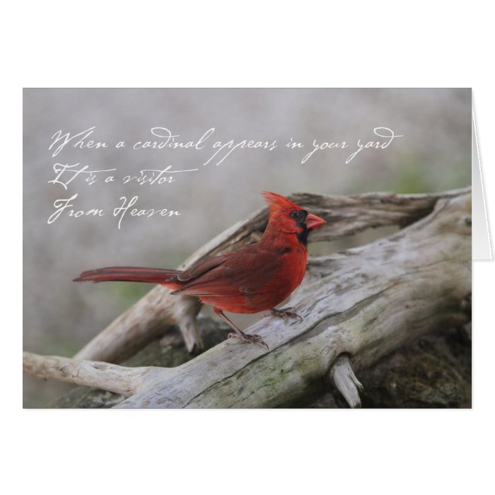 Beautiful cardinal with saying card | Zazzle