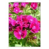 Beautiful carnation flowers (Front)