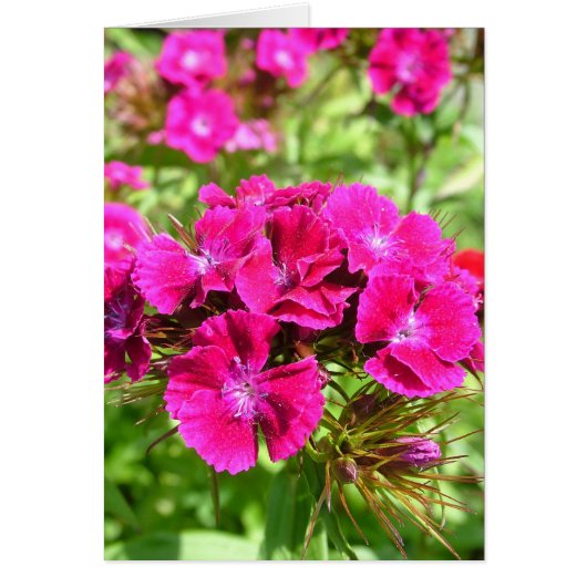 Beautiful carnation flowers cards (Front)