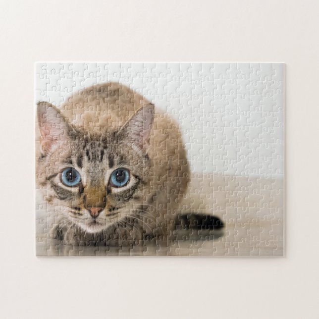 Beautiful cat blue eyes crouching heart jigsaw puzzle (Horizontal)