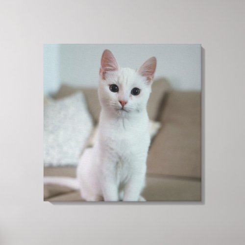 Beautiful cat canvas print