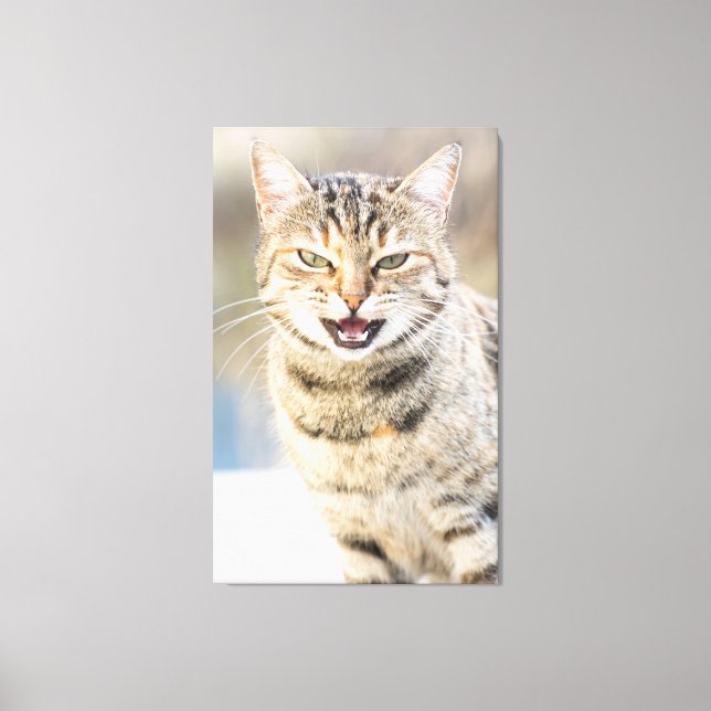 Beautiful cat canvas print (Front)