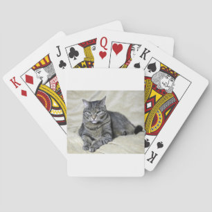 Beautiful Cat Laying Poker Cards