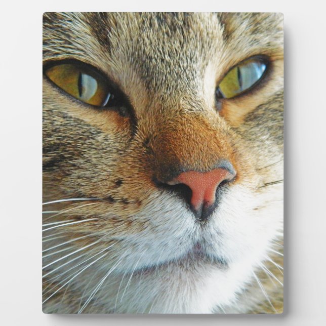 Beautiful Cat Plaque (Front)