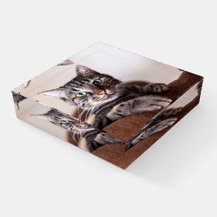 Beautiful Cat Resting Paperweight