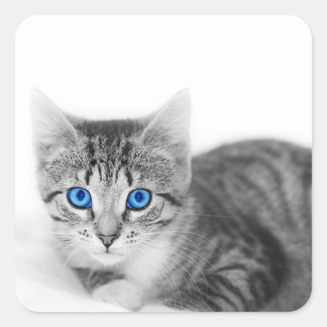 Beautiful Cat With Blue Eyes Square Sticker (Front)