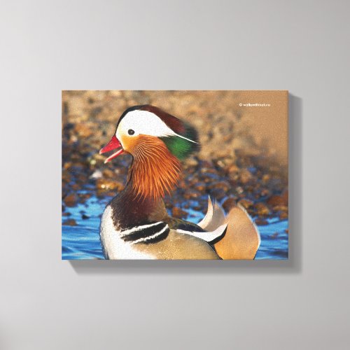 Beautiful Chatty Mandarin Duck at the Pond Canvas Print