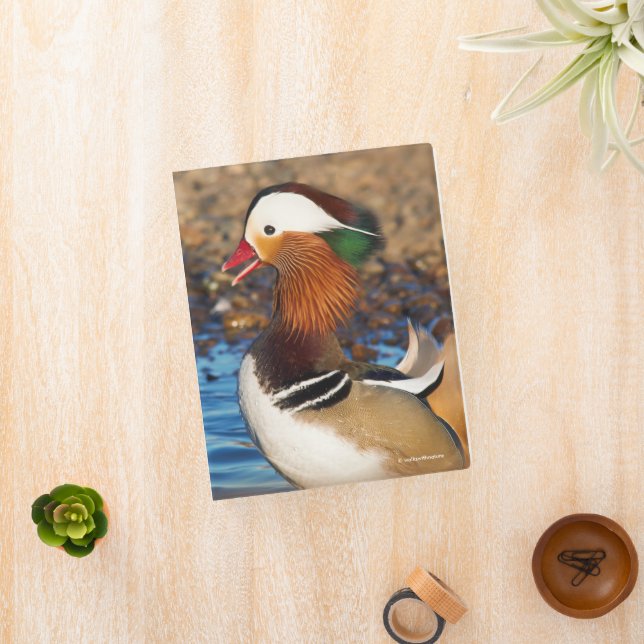 Beautiful Chatty Mandarin Duck at the Pond Mini Binder (InSitu)
