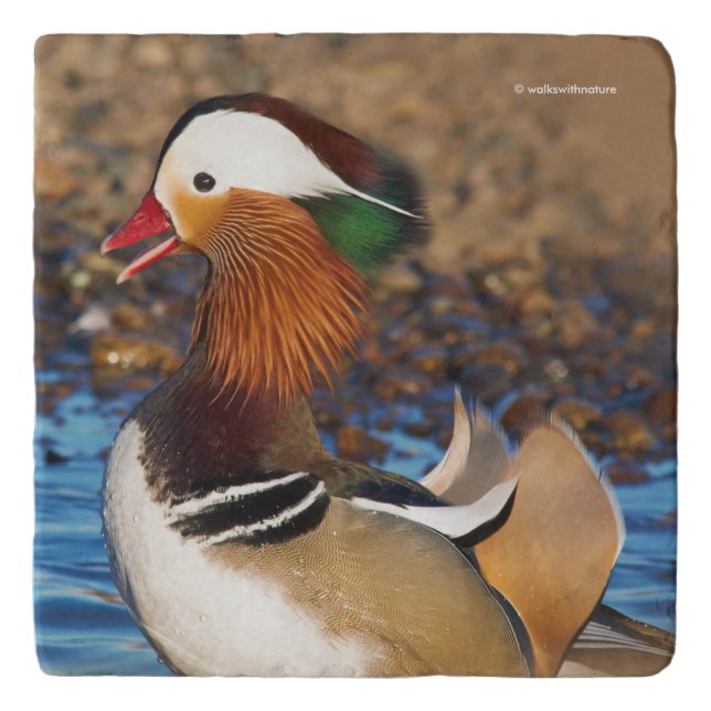 Beautiful Chatty Mandarin Duck at the Pond Trivet (Front)