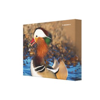 Beautiful Chatty Mandarin Duck on the Rocks Canvas Print
