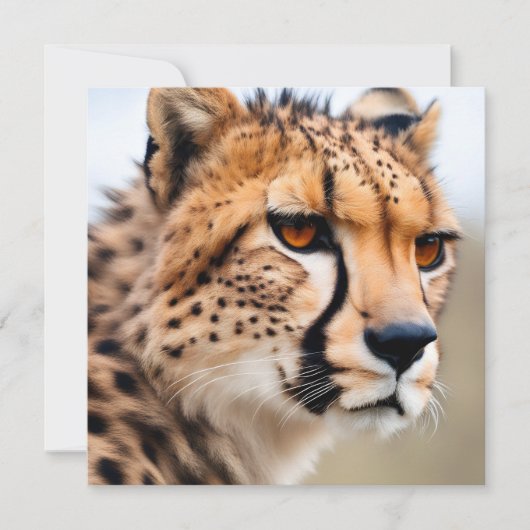 Beautiful Cheetah (Front)