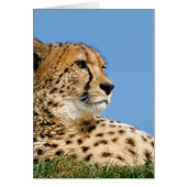 Beautiful Cheetah (Front)