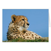 Beautiful Cheetah (Front Horizontal)