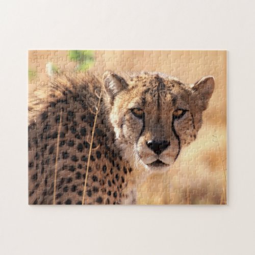 Beautiful Cheetah Portrait Jigsaw Puzzle