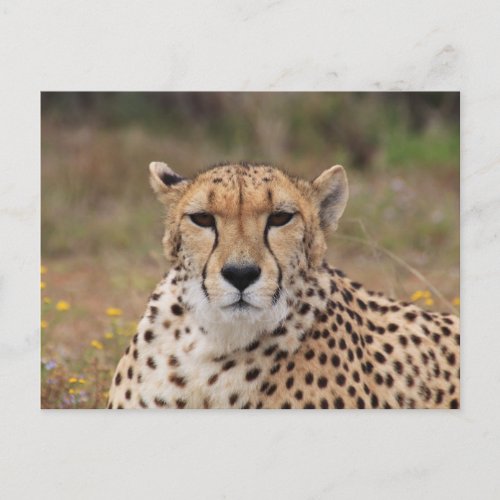 Beautiful cheetah portrait postcard