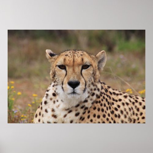 Beautiful cheetah portrait poster