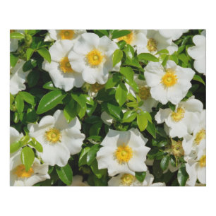 Beautiful Cherokee Rose Faux Canvas Print