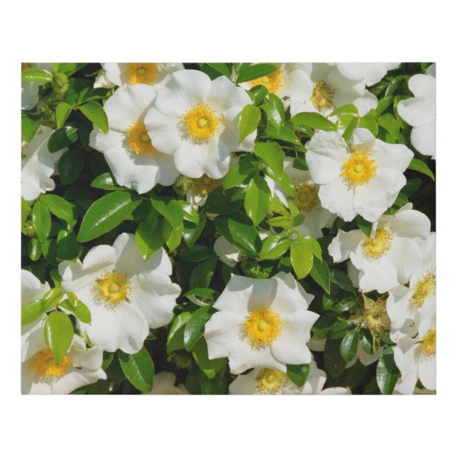 Beautiful Cherokee Rose Faux Canvas Print (Front)